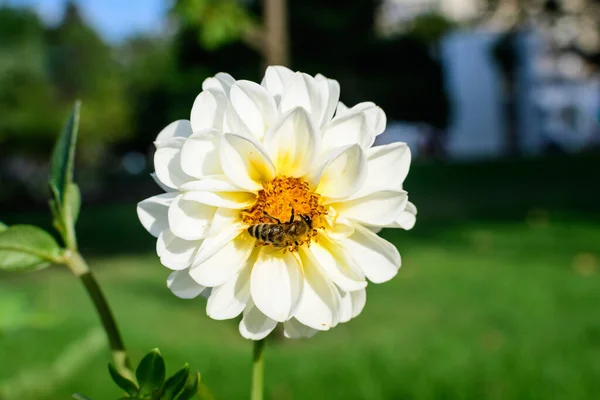 Uma Bela Flor Dália Branca Grande Plena Floração Fundo Verde — Fotografia de Stock