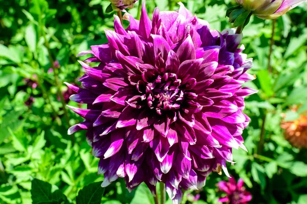 Close Uma Bela Flor Dália Roxa Grande Vívida Plena Floração — Fotografia de Stock