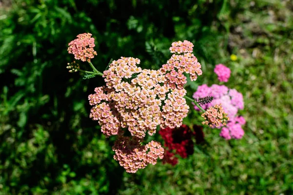 Закрыть Красивые Ярко Розовые Цветки Магенты Растения Achillea Millefolium Широко — стоковое фото