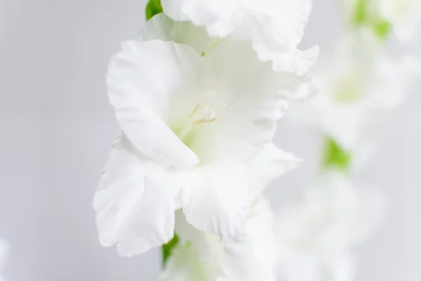 Delicadas Flores Blancas Gladiolo Plena Floración Cerca Una Pared Crecida — Foto de Stock