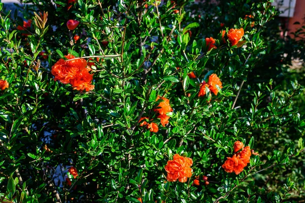 Close Uma Bela Flor Romã Vermelha Laranja Vívida Plena Floração — Fotografia de Stock