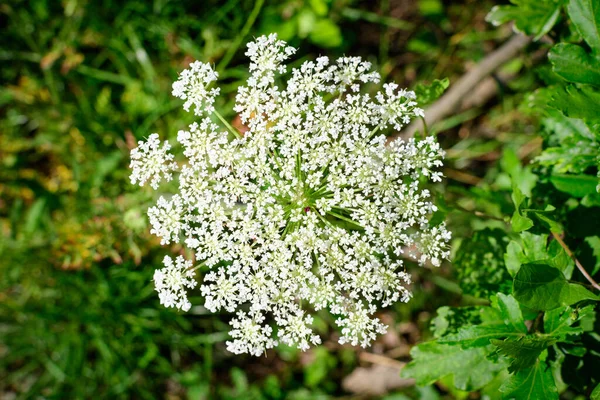 Mnoho Jemných Bílých Květin Rostliny Anthriscus Divoké Trvalky Běžně Známý — Stock fotografie