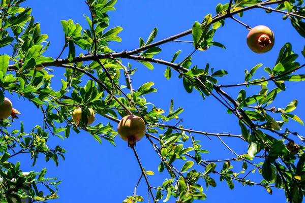 Wiele Małych Surowych Owoców Granatu Zielonych Liści Dużym Drzewie Bezpośrednim — Zdjęcie stockowe