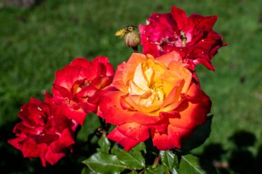 Güneşli bir yaz gününde, bahçedeki pek çok canlı turuncu gül ve yeşil yapraklar, güzel açık hava çiçekli arka plan, yumuşak bir odak ile fotoğraflanmış.
