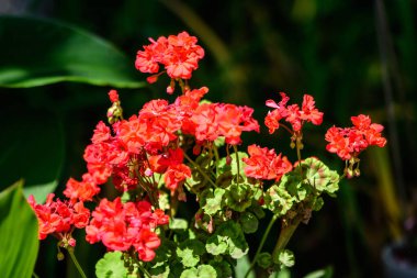 Canlı kırmızı Pelargonium çiçekleri (yaygın olarak sardunya, pelargonyum ya da leylek gagası olarak bilinir) ve güneşli bir bahar gününde bahçedeki bir kaptaki taze yeşil yapraklar, çok renkli doğal doku