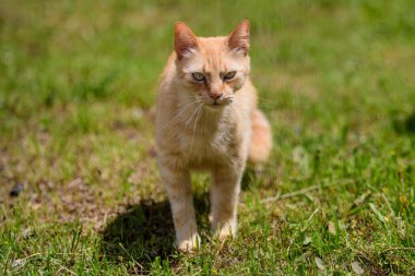 Bir sarı turuncu sokak kedisi Bulanık arka planda yeşil çimenler