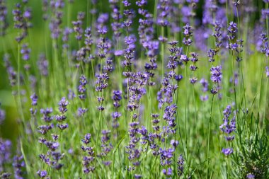 İngiltere, İskoçya 'da güneşli bir yaz gününde birçok küçük mavi lavanta çiçeği seçici bir odak noktası, güzel bir açık hava çiçek arka planıyla
