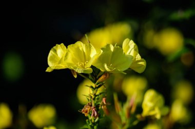 Birçok canlı sarı çiçekler ve Oenothera bitkisinin yeşil yaprakları, genellikle akşam çiçeği, güneş gözlüğü ya da güneş damlası olarak bilinir, güneşli bir yaz gününde bir bahçede, güzel bir açık hava çiçekli arka planda.