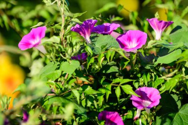Ipomoea purpurea 'nın pek çok narin açık mavi çiçeği, genellikle güneşli bir yaz gününde bir bahçede sıradan bir sabah zaferi olarak bilinir, güzel bir açık hava çiçekli arka plan