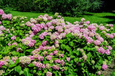 Magenta pembe ortanca macrophylla ya da çiçek saksısında çiçek açan hortensiya çalısı, arka planda güneşli bir yaz gününde, bir bahçede taze yeşil yapraklar var.