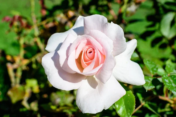 Sebuah Mawar Putih Besar Dan Halus Mekar Penuh Taman Musim — Stok Foto