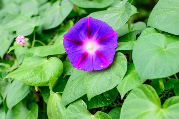 Jeden Jemný Živý Modrý Fialový Květ Ranní Slávy Rostlin Zahradě — Stock fotografie