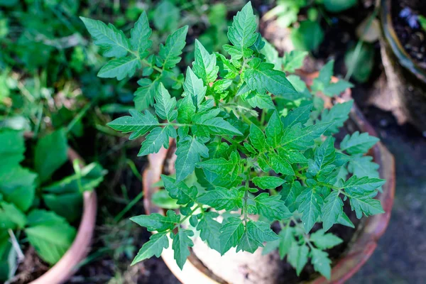 Detailní Záběr Jedné Mladé Rajčatové Rostliny Zelenými Listy Přímém Slunečním — Stock fotografie