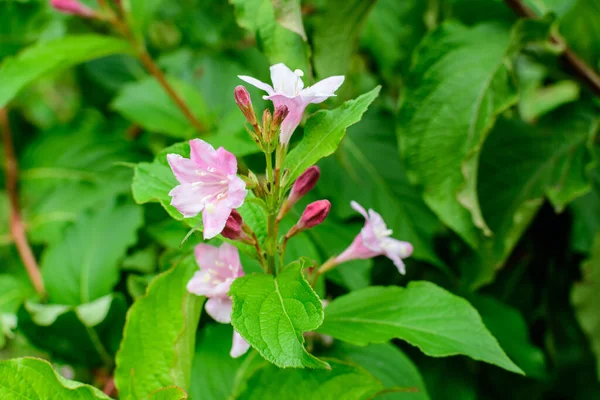 晴れた春の日に庭で満開の花を持つWeigelaフロリダ植物の多くの薄いピンクの花 柔らかい焦点で撮影された美しい屋外の花の背景 — ストック写真