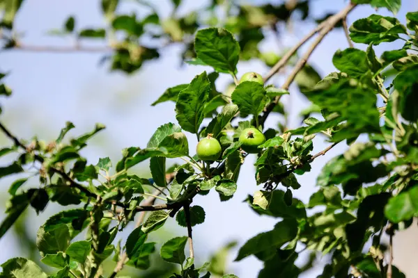 Jovens Pequenos Frutos Verdes Vermelhos Folhas Uma Grande Macieira Luz — Fotografia de Stock
