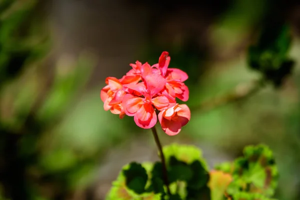 Grupo Vívidas Flores Rojas Pelargonium Comúnmente Conocidas Como Geranios Pelargonios — Foto de Stock