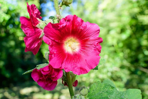 Egy Finom Rózsaszín Bíbor Virág Althaea Officinalis Növény Közismert Nevén — Stock Fotó