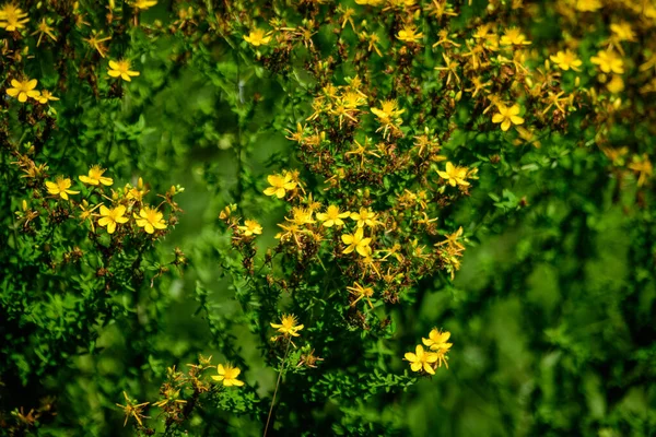 许多纤细的黄花 通常被称为黄花 — 图库照片