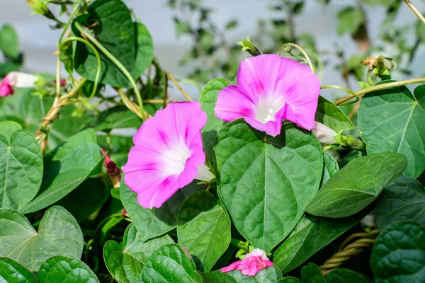 Une Délicate Fleur Rose Vif Gloire Matin Plante Dans Jardin — Photo