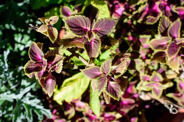 Lamiaceae ailesinin birçok yeşil ve koyu kırmızı yaprakları, güneşli bir bahar bahçesinde, güzel bir açık hava çiçekli arka planda.