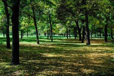 İskoçya, İngiltere 'de bir sonbahar gününde yeşil yaprakları ve çimenleri olan eski büyük ağaçlar, yumuşak bir odak ile çekilmiş doğal arka plan.