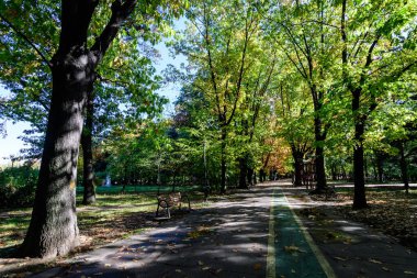 Romanya 'nın Bükreş kentindeki Herastrau Parkı' nda güneşli bir sonbahar gününde geniş yeşil ve sarı ağaçlarla ve uzun yürüyüş alanlarıyla manzara