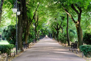 Anthriscus 'un birçok narin beyaz çiçeği. Uzun ömürlü bitki. Genellikle inek gagalı maydanoz olarak bilinir.