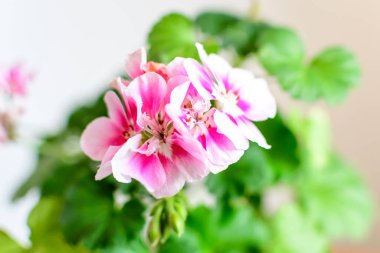 Canlı pembe Pelargonium çiçekleri (yaygın olarak sardunya, pelargonyum ya da leylek gagası olarak bilinir) ve güneşli bir bahar gününde bahçedeki bir kaptaki taze yeşil yapraklar, çok renkli doğal doku