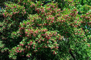 İskoçya, İngiltere 'de bir yaz gününde, bir ormanda yeşil yaşlı ağaç yaprakları, güzel açık hava doğal arka plan yumuşak odaklı fotoğraflanmıştır.