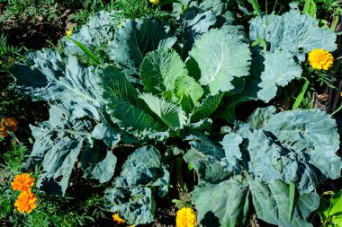 Büyük yeşil lahana grubu organik bir bahçede, yağmurlu bir yaz gününde küçük su damlaları ile, güzel açık havada tek renkli arka planda yumuşak odak ile fotoğraflanmış.