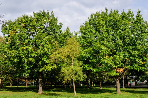 Landscape Large Green Oak Trees Grass Sunny Autumn Day Parcul — Stock Photo, Image