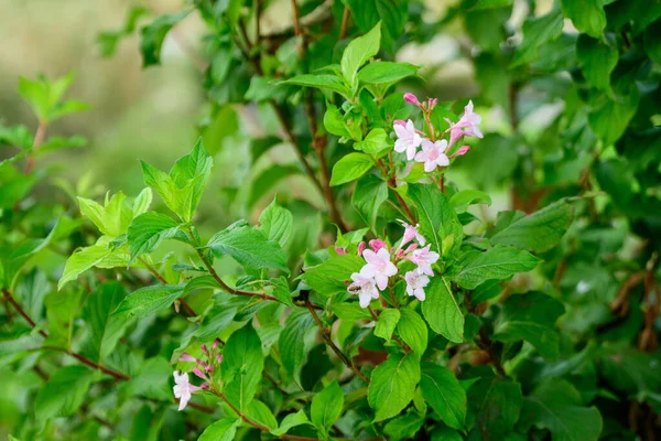 Close Delicada Planta Branca Weigela Florida Com Flores Plena Floração — Fotografia de Stock