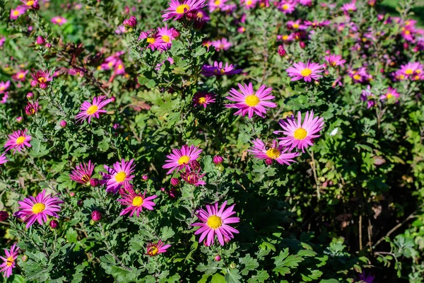 Πολλά Ζωηρά Ροζ Λουλούδια Chrysanthemum Morifolium Έναν Κήπο Μια Ηλιόλουστη — Φωτογραφία Αρχείου