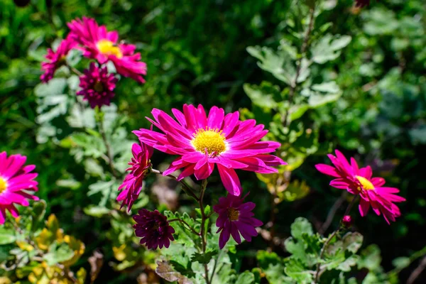 Vivido Fiore Rosa Chrysanthemum Morifolium Giardino Una Soleggiata Giornata Autunnale — Foto Stock
