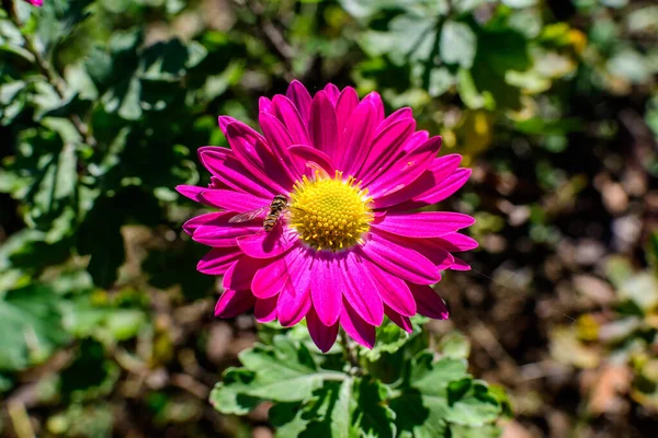 Ένα Ζωντανό Ροζ Χρυσάνθεμο Λουλούδι Morifolium Έναν Κήπο Μια Ηλιόλουστη — Φωτογραφία Αρχείου