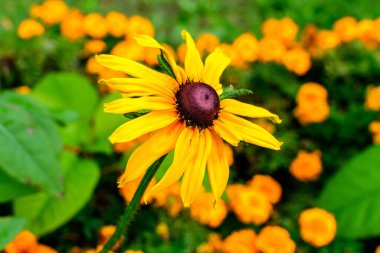 Rudbeckia 'nın sarı çiçeği, genel olarak koni çiçekleri ya da siyah gözlü susanlar olarak bilinir, güneşli bir yaz bahçesinde, güzel bir açık hava çiçekli arka planda yumuşak odaklı fotoğraflanmış.