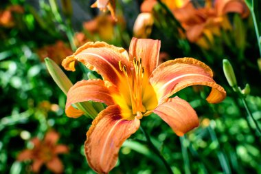 Lilium 'un küçük turuncu çiçekleri ya da Lily' nin çiçekleri güneşli bir yaz gününde bir İngiliz kır evinin bahçesinde, açık hava çiçeklerinin arka planında yumuşak bir odak ile çekilmiş.