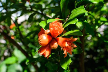 Güzel, küçük, canlı, turuncu, kırmızı, nar çiçeklerine yakın. Bulanık yeşil arka planda çiçek açmış. Güneşli bir yaz gününde, bir bahçede yumuşak bir odak ile fotoğraflanmış.