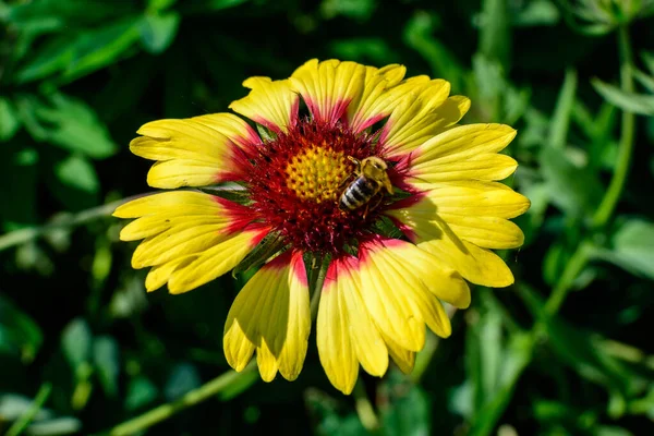 Eine Lebhafte Gelbe Und Rote Gaillardia Blume Allgemein Bekannt Als — Stockfoto
