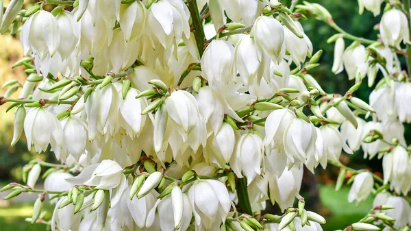 Muchas Delicadas Flores Blancas Planta Yucca Comúnmente Conocidas Como Aguja —  Fotos de Stock