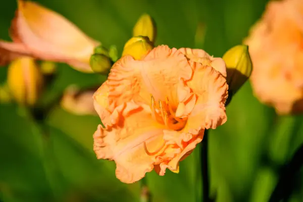 Ζωντανές Πορτοκαλί Λουλούδια Του Hemerocallis Lilium Lily Φυτό Ένα Βρετανικό — Φωτογραφία Αρχείου