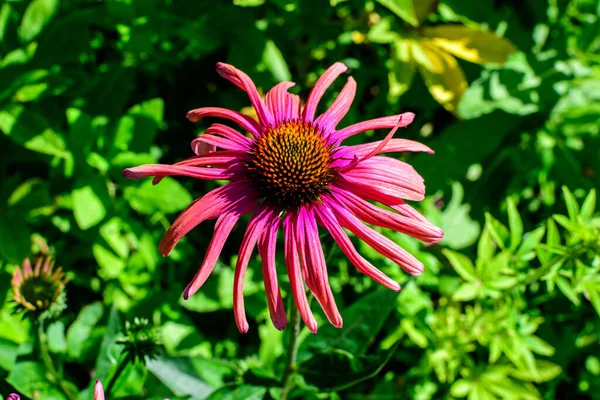 Eine Zarte Rosa Echinacea Blüte Sanften Fokus Einem Bio Kräutergarten — Stockfoto