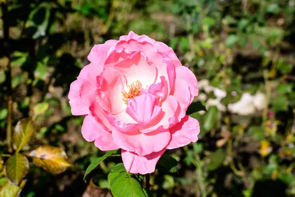 Eine Große Zartrosa Rose Voller Blüte Einem Sommergarten Direkter Sonneneinstrahlung — Stockfoto