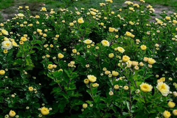 Много Ярко Желтых Белых Хризантем Morifolium Цветы Небольшие Зеленые Цветы — стоковое фото
