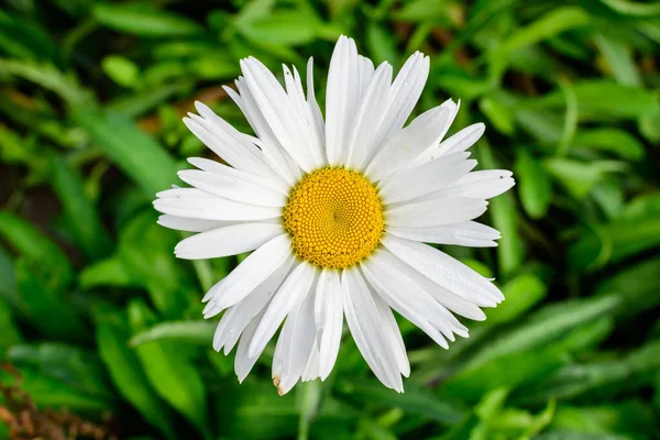 Close Uma Grande Flor Branca Leucanthemum Vulgare Conhecida Como Boi — Fotografia de Stock