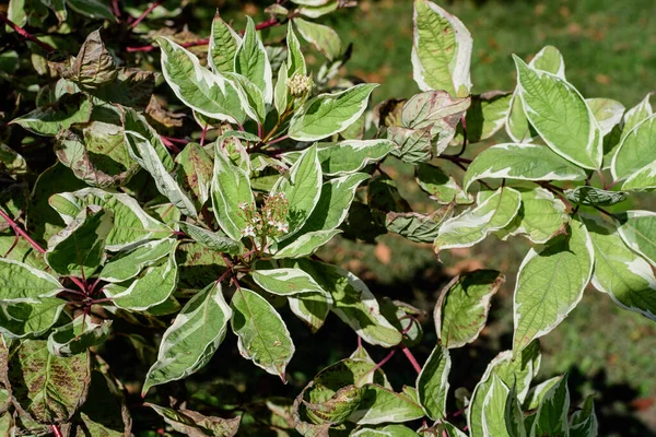 White and green delicate leaves of Cornus alba shrub, known as red barked, white or Siberian dogwood, and green leaves in a garden in a sunny spring day beautiful outdoor floral background