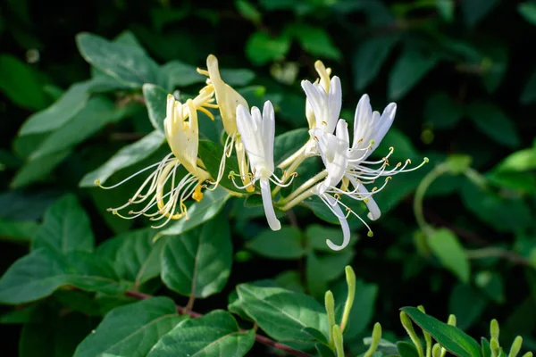 Gran Arbusto Verde Con Flores Blancas Frescas Planta Lonicera Periclymenum —  Fotos de Stock