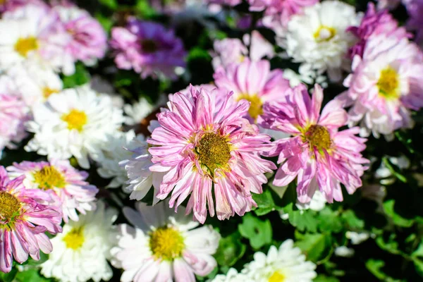 Molti Vividi Fiori Crisantemo Rosa Bianco Morifolio Vaso Giardino Una — Foto Stock