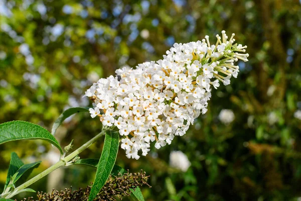 Many small small flowers of Buddleja davidii plant, known as summer lilac, butterfly bush, or orange eye, in full bloom and green grass in a sunny spring garden, beautiful outdoor floral background