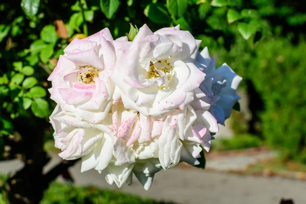 夏日阳光明媚的花园里 长着许多精致的白玫瑰和绿叶的大灌木丛 美丽的户外花卉背景映衬着柔和的焦点 — 图库照片